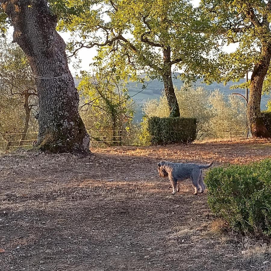 Casanova Di Ricavo Villa Gaiole in Chianti Luaran gambar